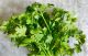 Coriander Bundle